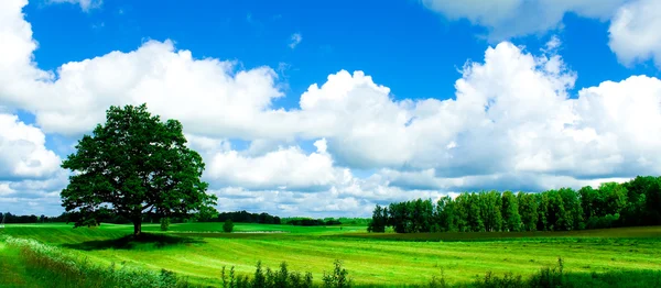 stock image Lonely tree in the field and cloudy sky