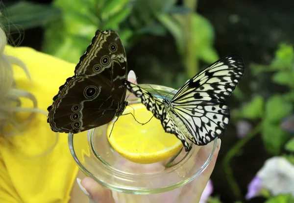 Farfalle sedute all'arancia — Foto Stock