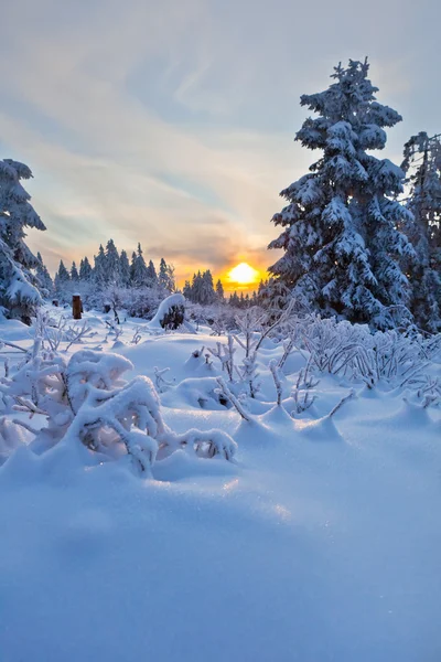 Hutan musim dingin di pegunungan Harz, Jerman — Stok Foto