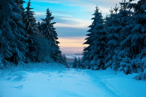 Forêt d'hiver dans les montagnes du Harz, Allemagne — Photo