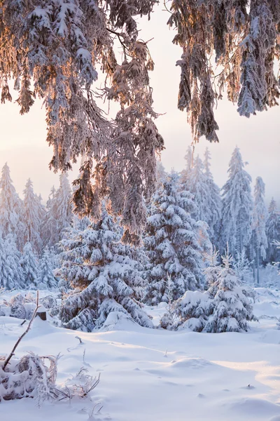 하르츠 산맥, 독일 겨울 숲 — 스톡 사진