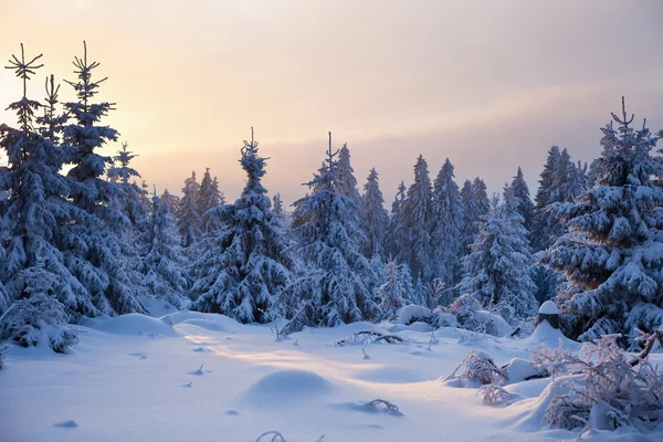 Las zima w górach harz, Niemcy — Zdjęcie stockowe
