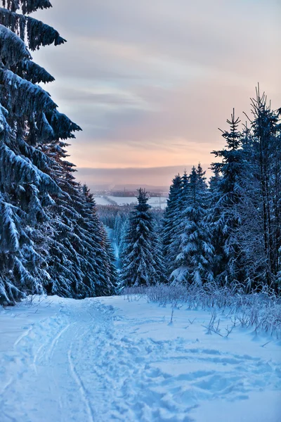 Winter forest in Harz mountains, Germany — Stock Photo, Image