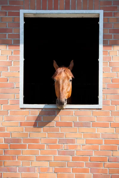 Horse looking outside the stable — Stock Photo, Image