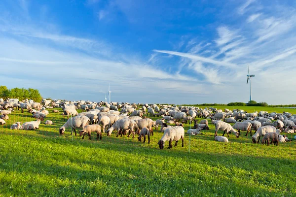 A summer landscape and herd sheep in the netherlands — Stock Photo, Image