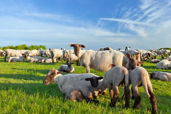 stock image A summer landscape and herd sheep in the netherlands