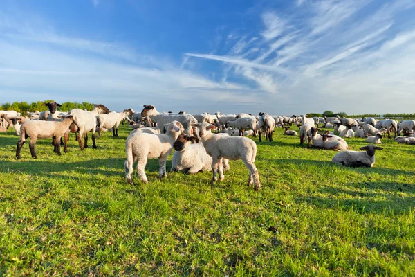 stock image A summer landscape and herd sheep in the netherlands