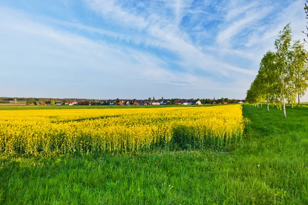 stock image A summer landscape in the netherlands