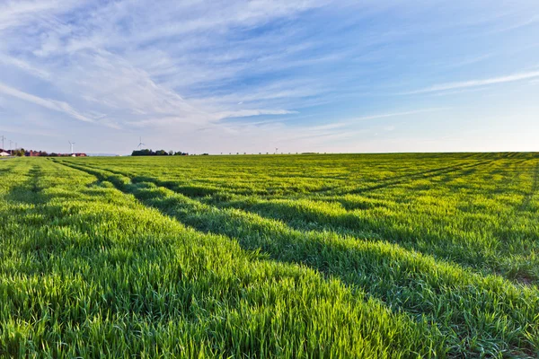 A summer landscape in the netherlands — Stock Photo, Image