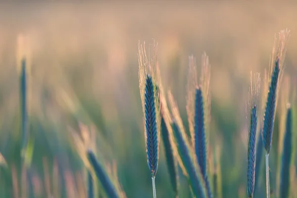 Close up of wheat on sunset background — Stock Photo, Image
