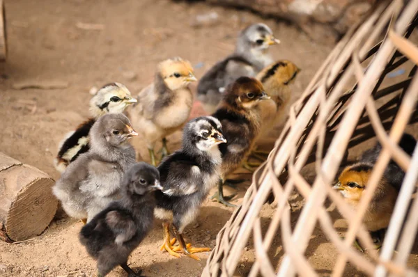 stock image Baby Chicken, Thailand