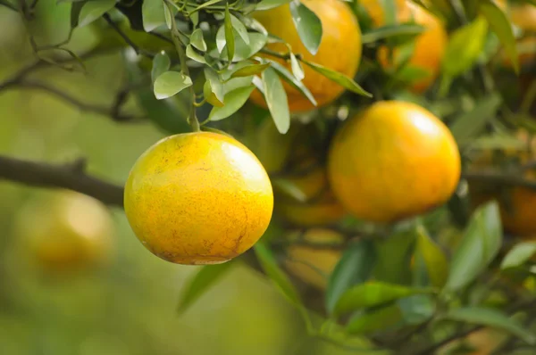 stock image Oranges on a tree