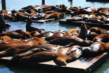 San Francisco 39 numaralı rıhtımda deniz aslanları var.