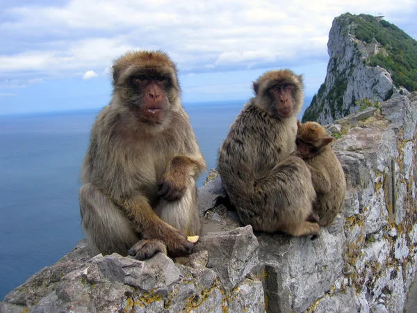 Familie der Berberaffen im Gibraltar-Felsen — Stockfoto