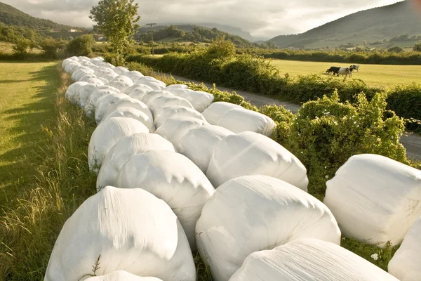 stock image Hay balls in white plastic cover wrap bales stacked for feeding animals