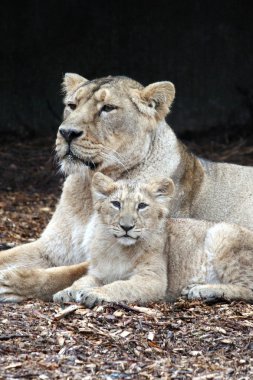 Lions, mother with pup clipart