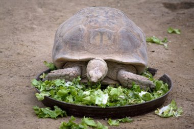 Aç kaplumbağa
