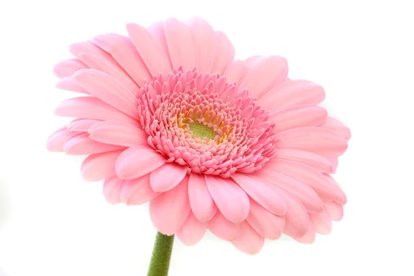 stock image Pink flower