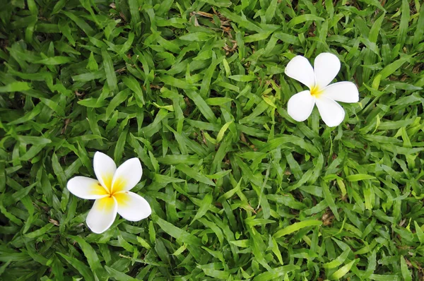 stock image Flower on grass field