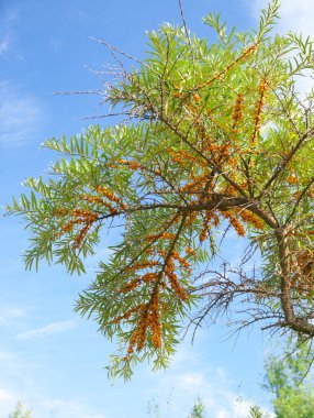 zarif kavisli seabuckthorn