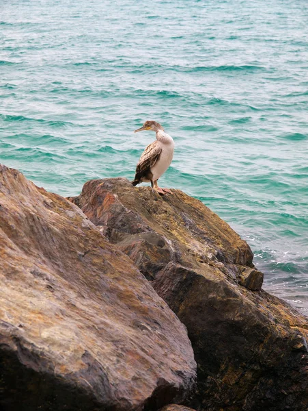 Stock image Large shearwater perched on rocks.