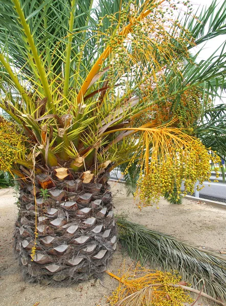 stock image Palm tree with fruits