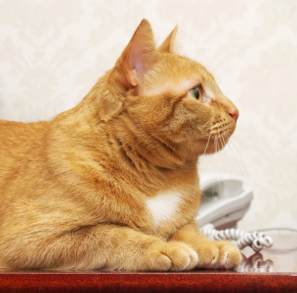 Vörös macska online Jogdíjmentes Stock Fotók