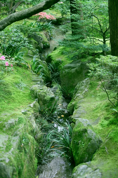 Un ruisseau — Photo