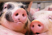 Картина, постер, плакат, фотообои "swine", артикул 3836735