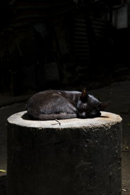 Black Cat clipart