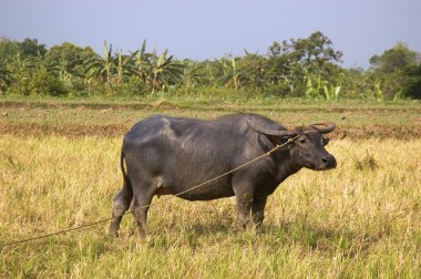 Philippine Carabao clipart