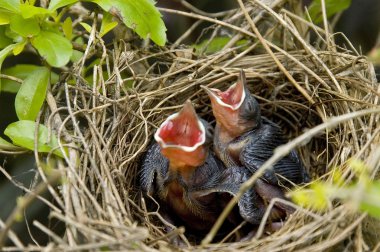 Baby Birds clipart