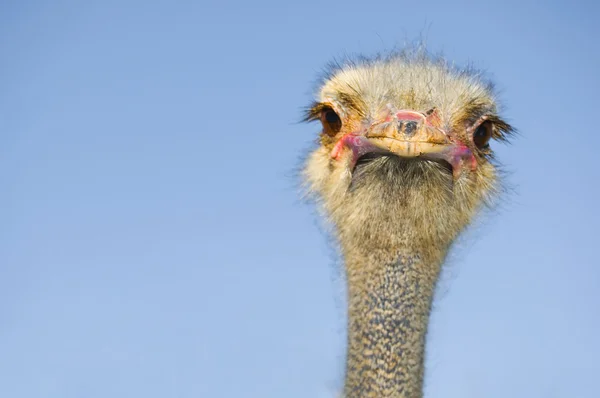 Улыбающийся страус — стоковое фото