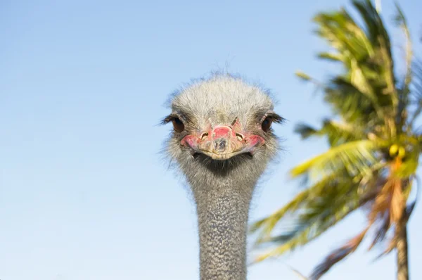 stock image Smiling Ostrich