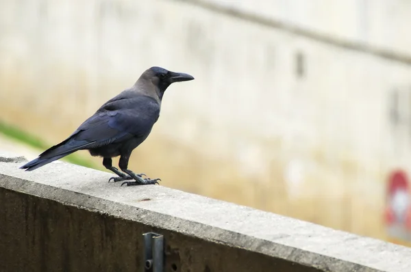 stock image Crow