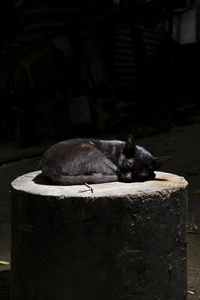 stock image Black Cat