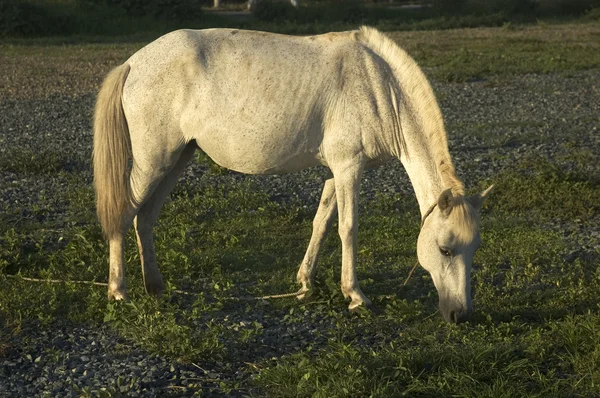 ม้าขาว — ภาพถ่ายสต็อก