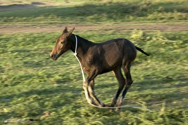 การวิ่ง Foal — ภาพถ่ายสต็อก