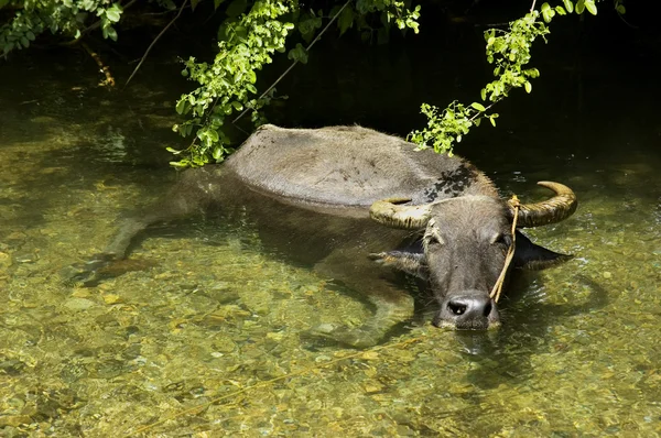 Búfalo aquático — Fotografia de Stock