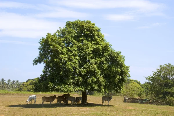 在树荫下的牛 — 图库照片