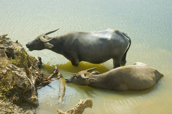 Wasserbüffel — Stockfoto