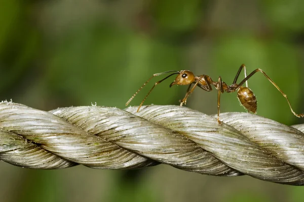 stock image Red Ant