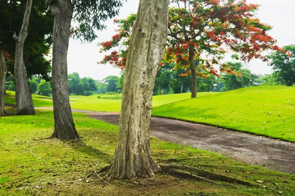 Golf Yeşiller — Stok fotoğraf