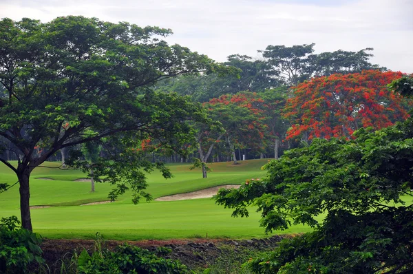 Golf greener — Stockfoto