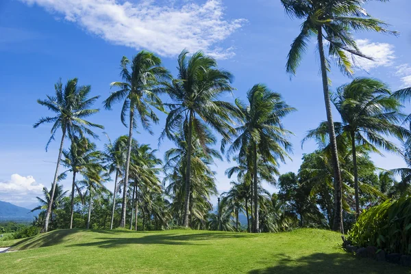 Coconut Trees — Stock Photo, Image