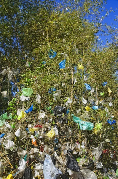 Müll am Baum — Stockfoto