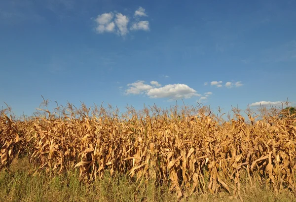 Кукурузное поле Стоковое Фото