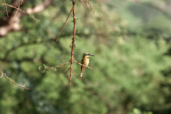 Mangeur d'abeilles sur branche — Photo