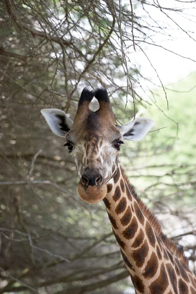Girafe sauvage en gros plan — Photo