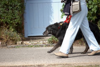 köpek yürüyüş